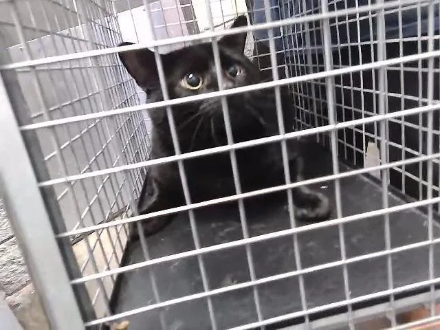 A young large-sized male Domestic Short Hair cat named Amubis for adoption in Tulsa, OK