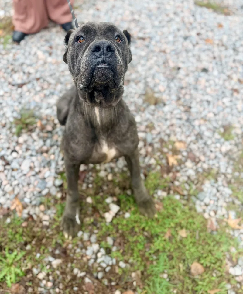 An adult large-sized female Cane Corso dog named Moon Pie for adoption in Petersburg, VA