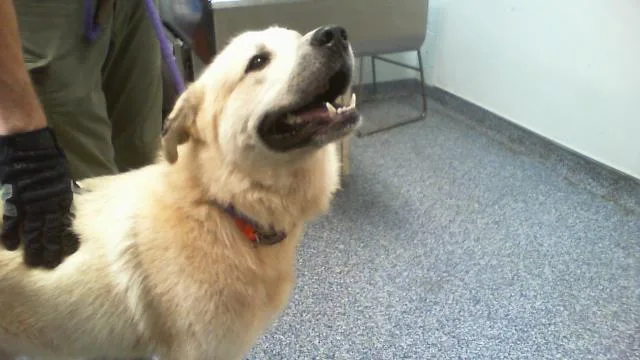 A young large-sized male Great Pyrenees dog named Tristan for adoption in Charlotte, NC