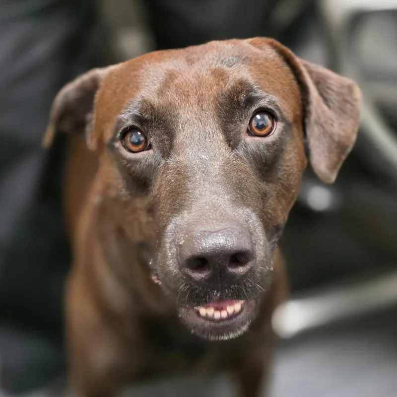 An adult medium-sized male Brown / Chocolate Retriever dog named Tanner for adoption in Bronson, FL