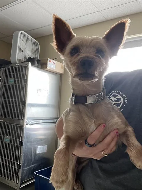 An adult small-sized male Yorkshire Terrier dog named Lucky for adoption in Santa Cruz, CA