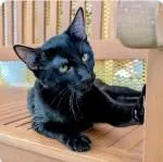 A young small-sized male Domestic Short Hair cat named Ancho for adoption in Albuquerque, NM