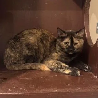 A young small-sized female Tortoiseshell Domestic Short Hair cat named Everything C for adoption in Princeton, MN