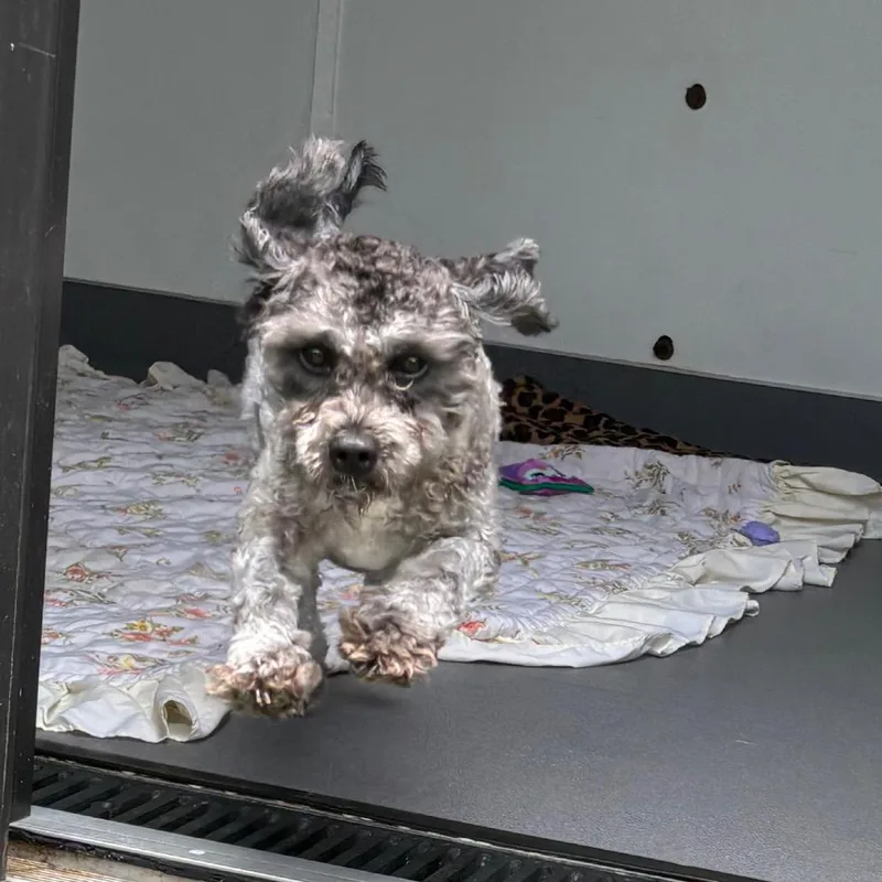A young small-sized female Gray / Blue / Silver Mixed Breed dog named Fanny for adoption in LOXAHATCHEE, FL