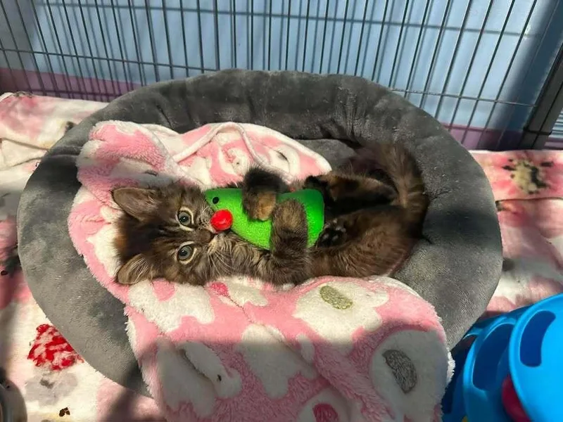 A baby small-sized female Domestic Short Hair cat named Fluffy for adoption in Woodbridge, VA