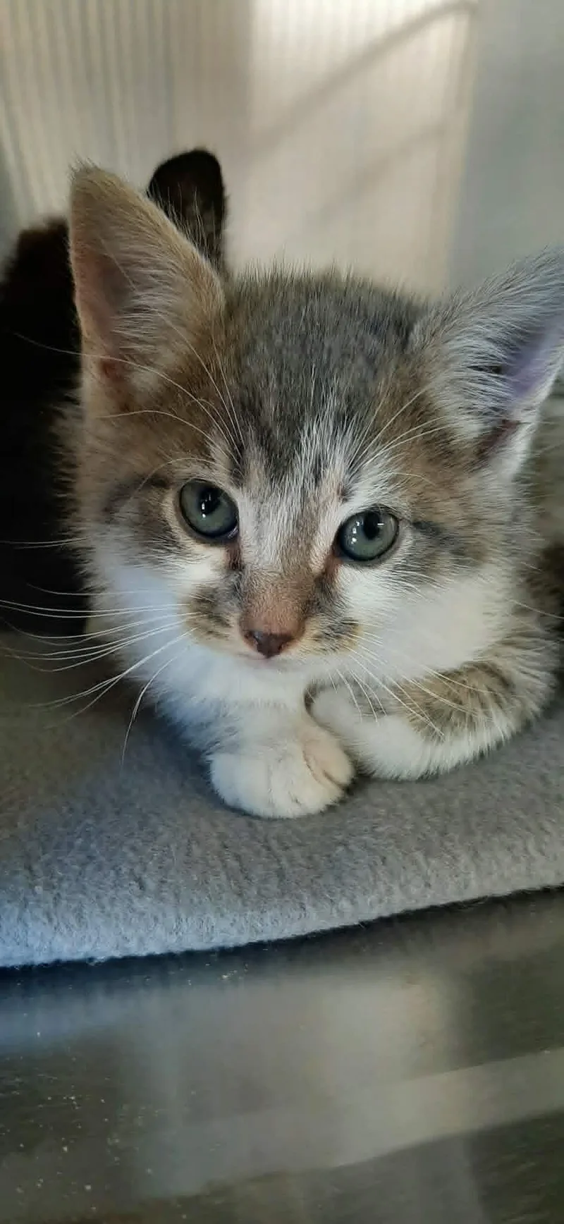 A baby medium-sized male Tabby (Gray / Blue / Silver) Domestic Short Hair cat named Aslan for adoption in Georgetown, OH