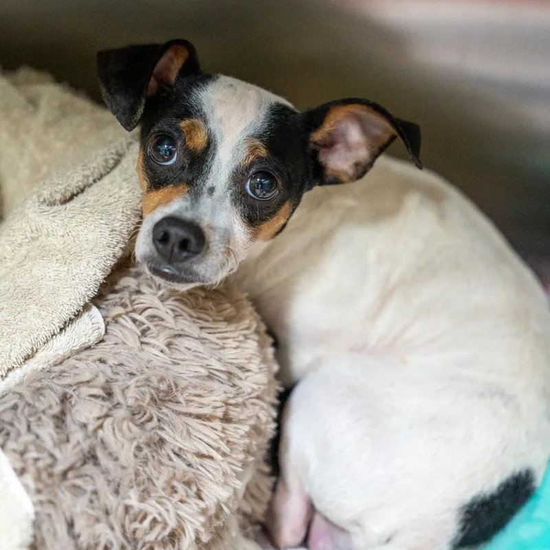 An adult small-sized male White / Cream Terrier dog named Brian for adoption in Gainesville, GA
