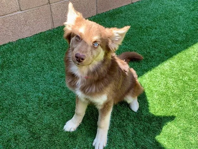 A young small-sized female German Shepherd Dog dog named Raina for adoption in Moreno Valley, CA
