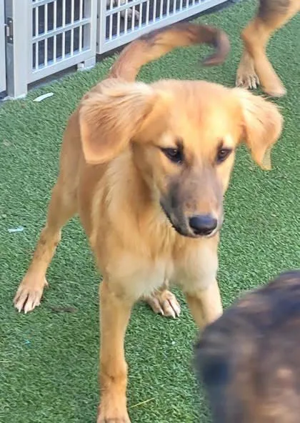 A young medium-sized female Golden Shepherd dog named Bon Bon for adoption in Commerce, TX