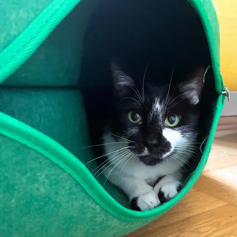 An adult medium-sized female Black & White / Tuxedo Domestic Short Hair cat named Noni for adoption in Brooklyn, NY