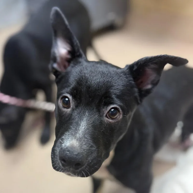A baby medium-sized female Black Pit Bull Terrier dog named Stella for adoption in Perkiomenville, PA