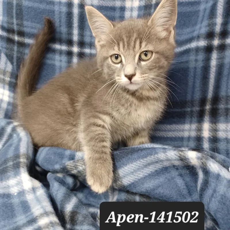 A baby small-sized male Domestic Short Hair cat named Apen for adoption in New Tazewell, TN