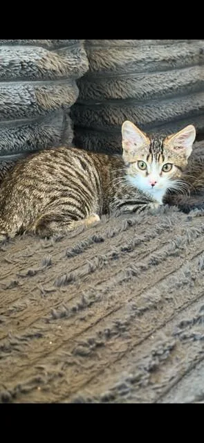 A young medium-sized male Domestic Short Hair cat named Cuddle Boy & Gasket for adoption in Truckee, CA