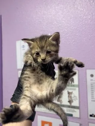 A baby small-sized female Gray / Blue / Silver Domestic Short Hair cat named 60827790 for adoption in El Paso, TX
