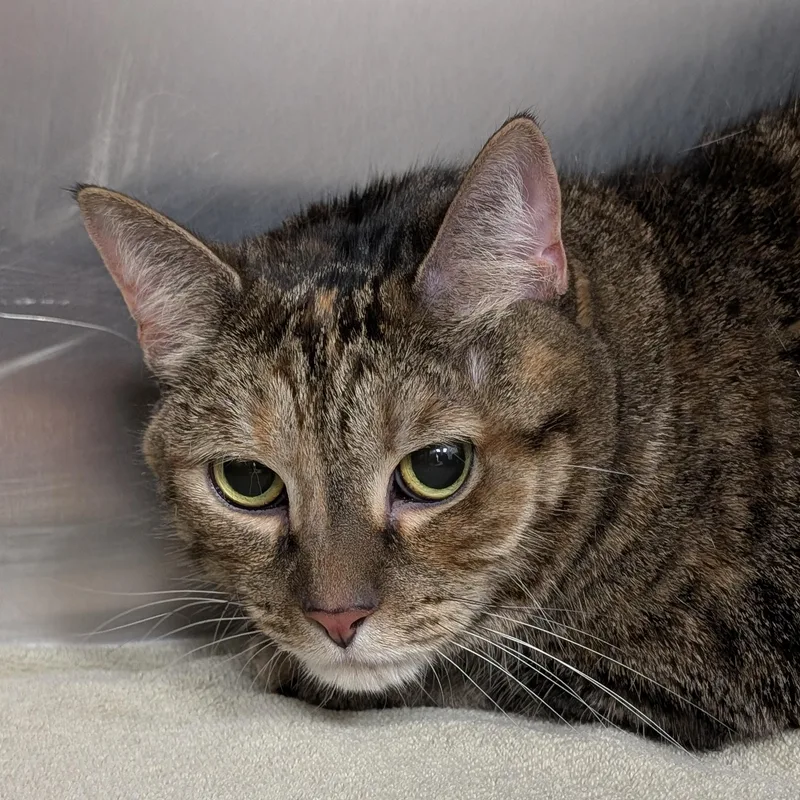 An adult medium-sized female Tortoiseshell Domestic Short Hair cat named Ophelia for adoption in St. Augustine, FL