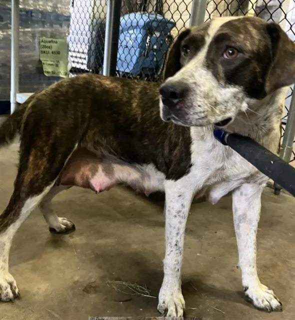An adult medium-sized female Mixed Breed dog named Suzuki for adoption in Dallas, TX