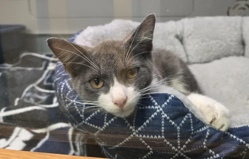 A young small-sized male Domestic Short Hair cat named Tom for adoption in Suffolk, VA