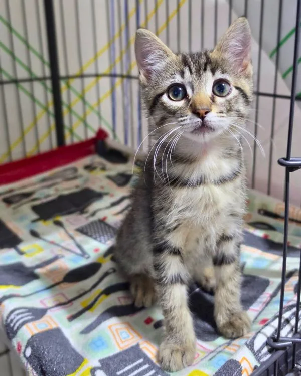 A baby small-sized male Domestic Short Hair cat named Titan for adoption in Novato, CA