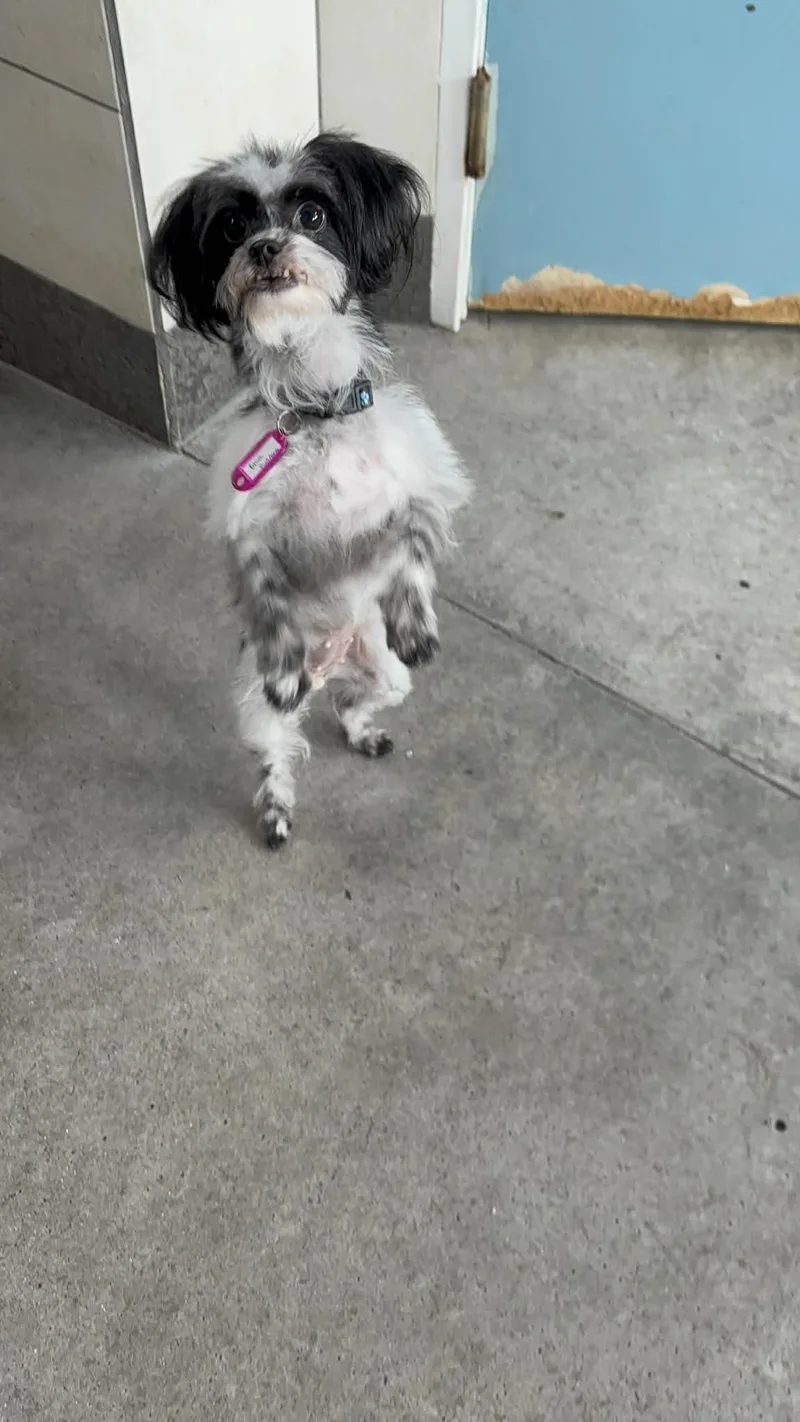 Chia Pudding thumbnail 2