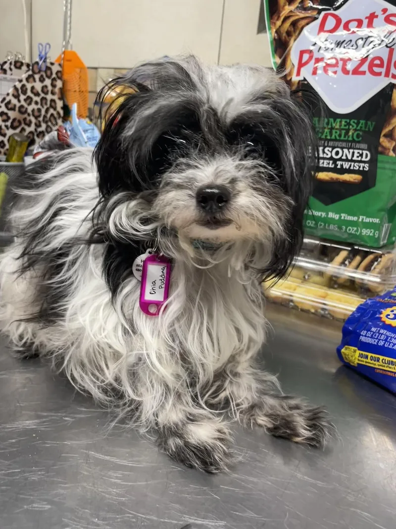 Chia Pudding thumbnail 3