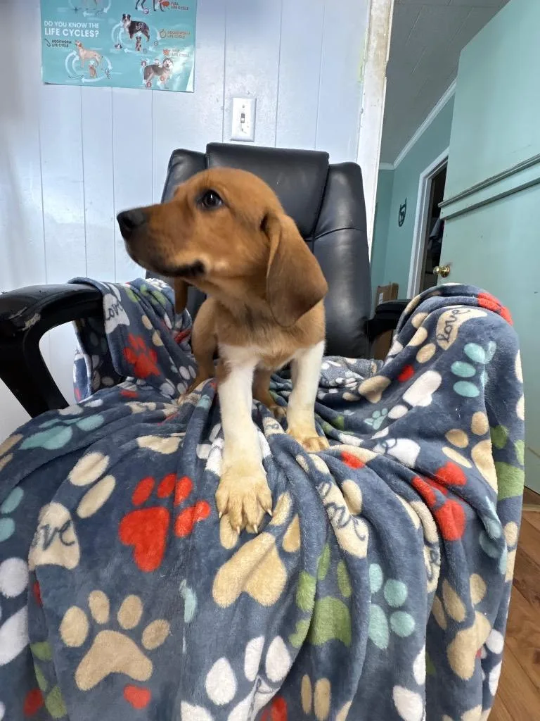 A baby small-sized male Hound dog named Buck for adoption in Fayetteville, TN