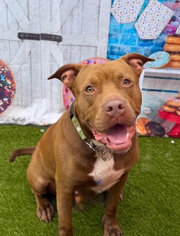 A young medium-sized female Mixed Breed dog named Poca for adoption in Miamitown, OH