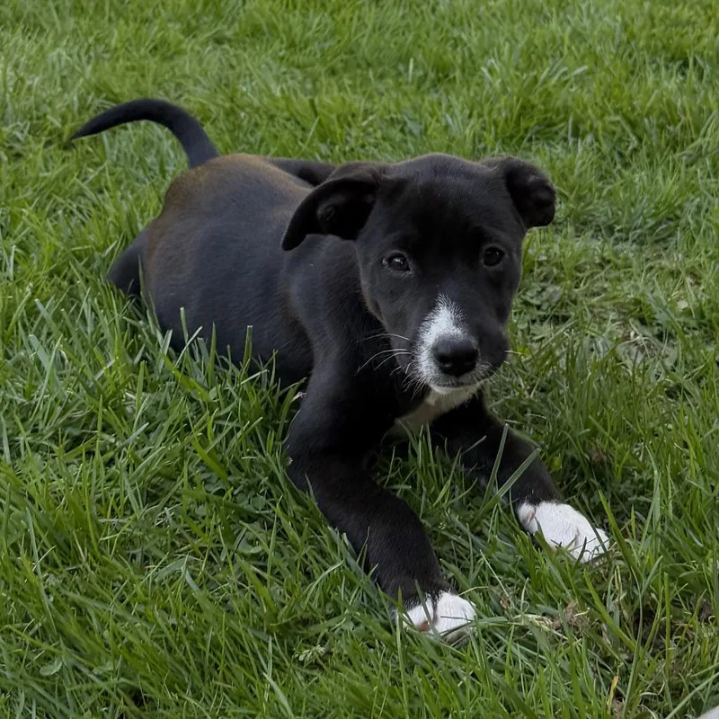 A baby medium-sized female Black Australian Shepherd dog named Ny Maxine Avail Apr for adoption in Stormville, NY