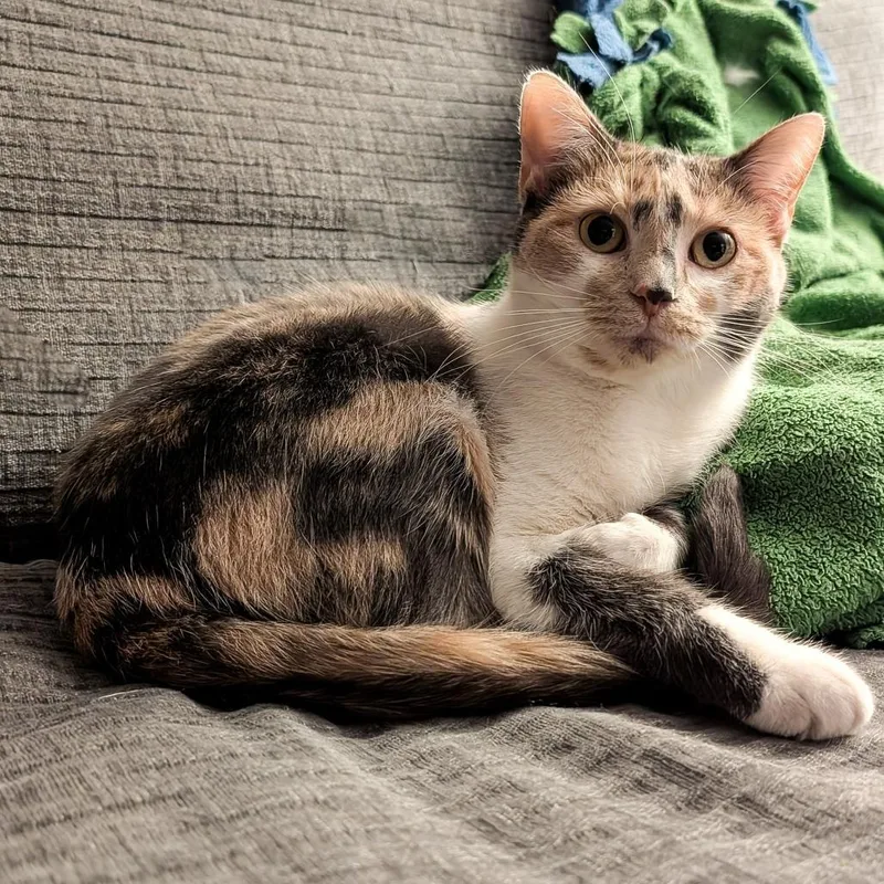 Sugar Mama thumbnail 3