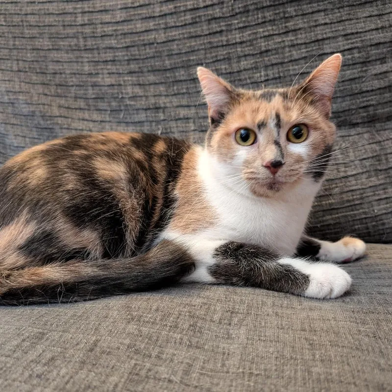 Sugar Mama thumbnail 4