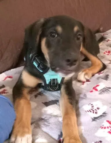 A baby large-sized male Hound dog named Pj for adoption in Palatine, IL