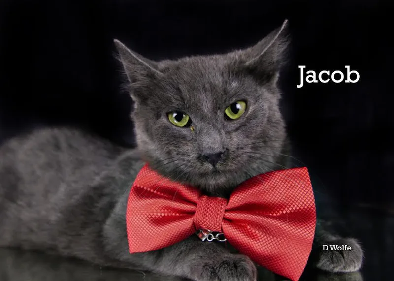 A young medium-sized male Gray / Blue / Silver Russian Blue cat named Jacob for adoption in York, NE