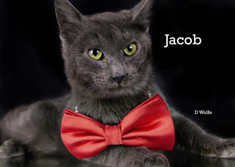 Jacob thumbnail 2