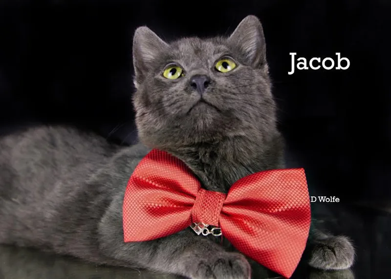 Jacob thumbnail 3