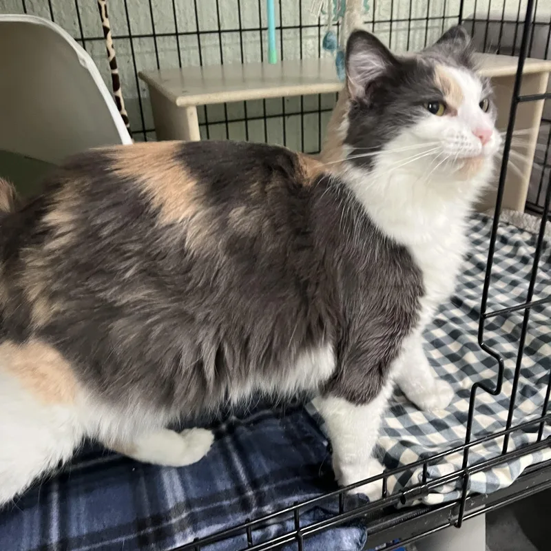 A young medium-sized female Dilute Calico cat named Priscilla for adoption in Moline, IL