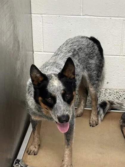 An adult medium-sized male Mixed Breed dog named Bernie for adoption in Atlanta, GA