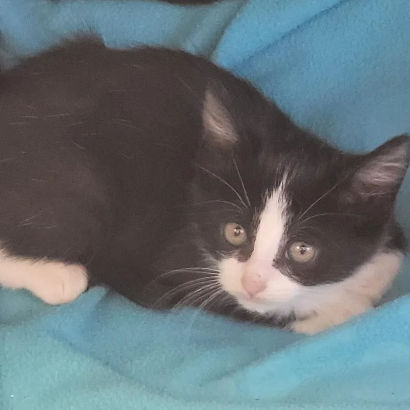 A baby small-sized female Black Domestic Short Hair cat named Sarah for adoption in Madisonville, TN