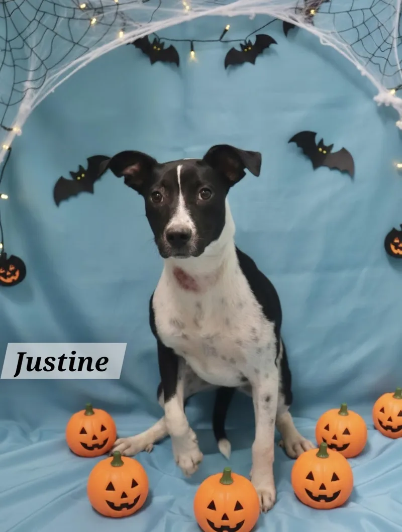 A baby medium-sized female Pointer dog named Justine for adoption in Manchester, CT