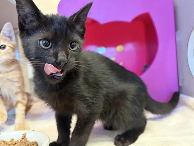 A baby medium-sized male Domestic Short Hair cat named Oleander for adoption in Auburn, CA