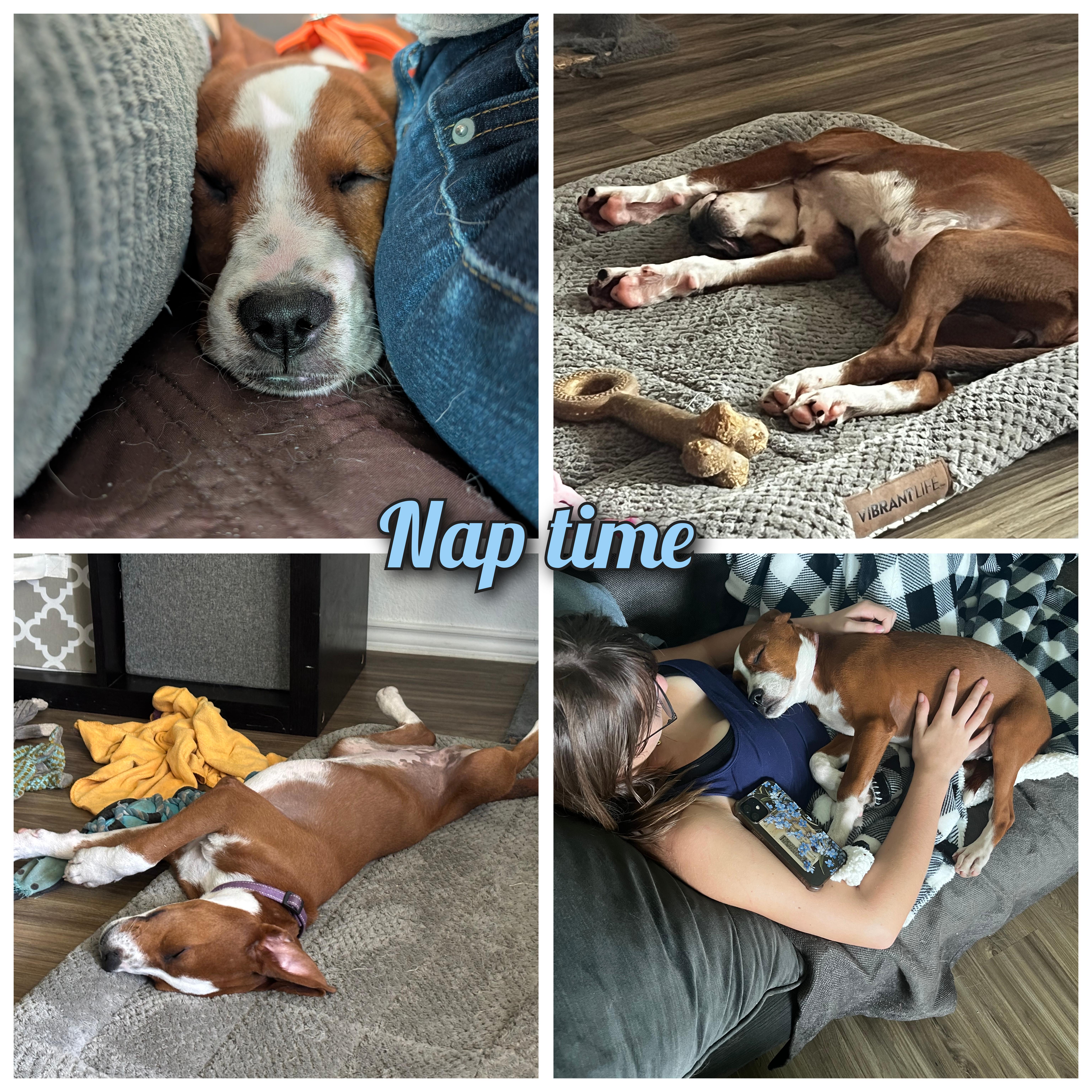 A baby medium-sized female Red / Chestnut / Orange Boxer dog named Mandy for adoption in Bastrop, TX
