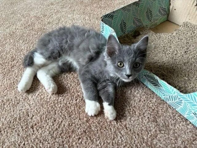 A baby small-sized male Domestic Medium Hair cat named Koala Gi for adoption in Peoria, IL