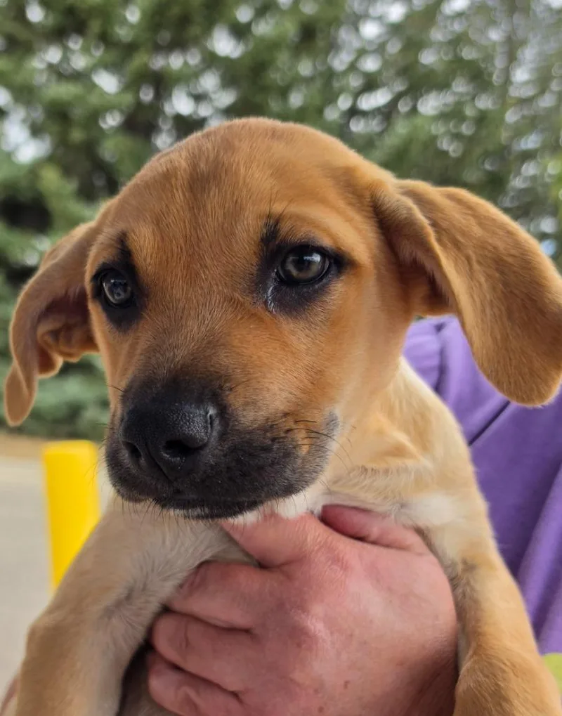 A baby medium-sized female Australian Cattle Dog / Blue Heeler dog named Lohfarben for adoption in Fort Lupton, CO