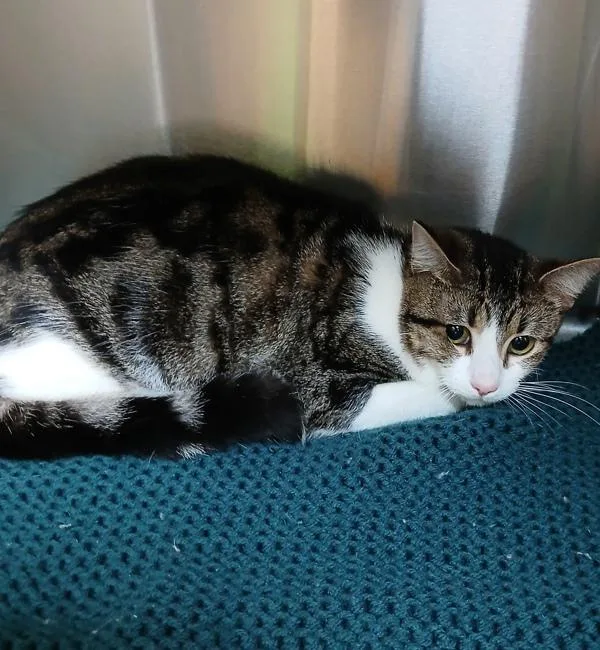 A young small-sized male Domestic Short Hair cat named Marco for adoption in Sioux City, IA