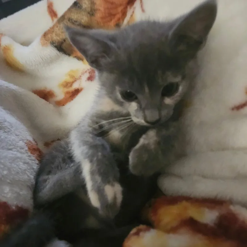 A baby small-sized female Gray / Blue / Silver Domestic Short Hair cat named Ruby Rosear for adoption in Tallahassee, FL