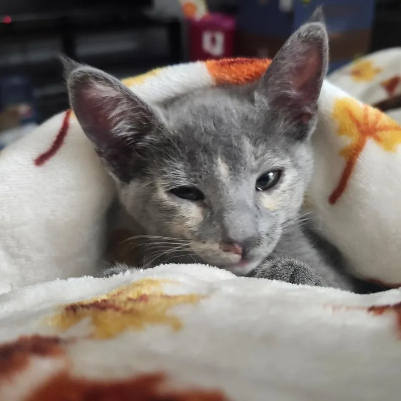 Ruby Rosear thumbnail 3