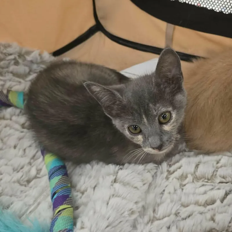 Ruby Rosear thumbnail 5