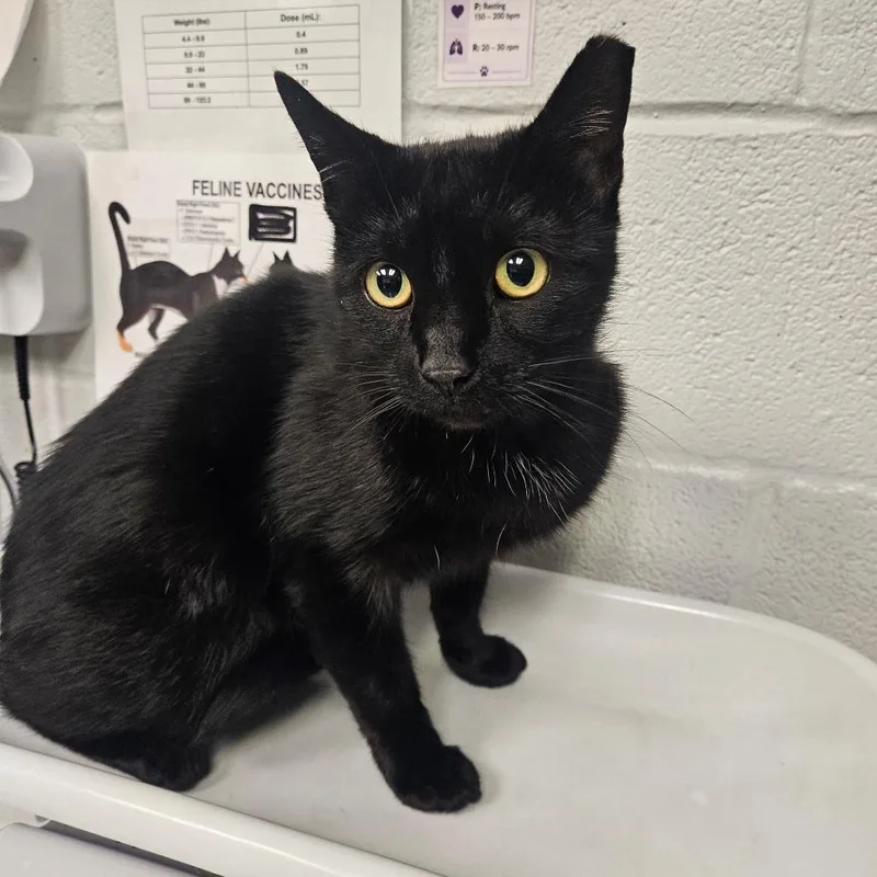 An adult medium-sized female Domestic Short Hair cat named Shelby for adoption in Birdsboro, PA