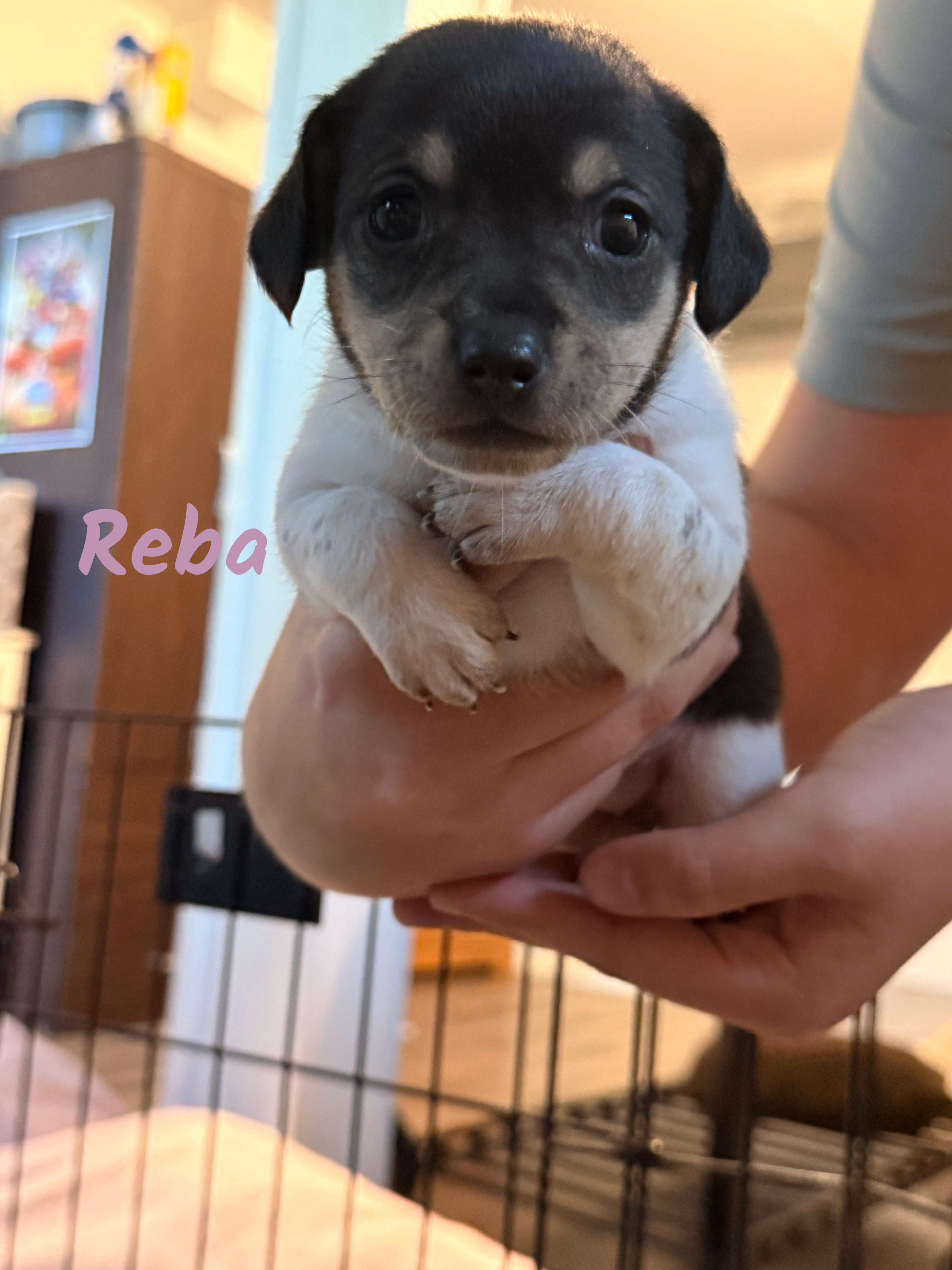 A baby small-sized female Chihuahua dog named Reba for adoption in Manhattan, KS