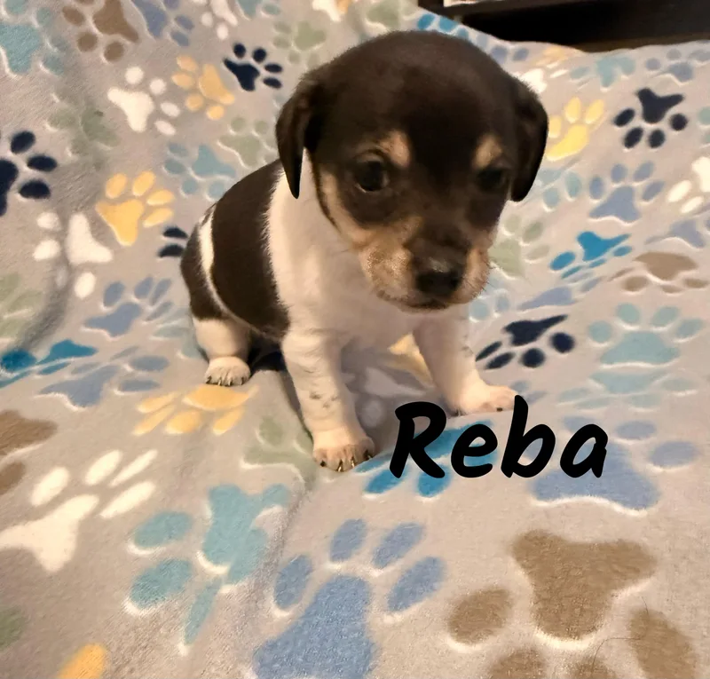 Reba thumbnail 2