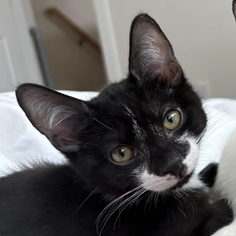 A baby small-sized male Black & White / Tuxedo Domestic Short Hair cat named Credit for adoption in Richmond, VA
