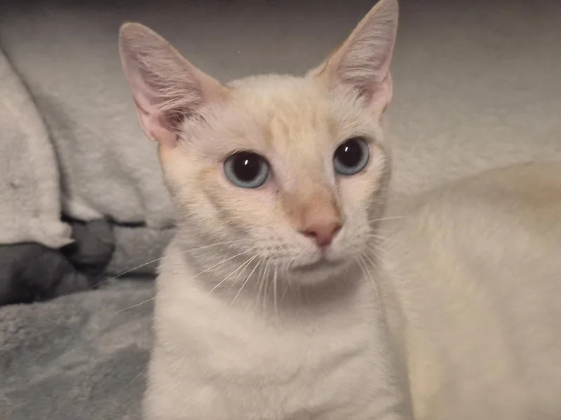 An adult medium-sized male Siamese cat named Tigger the Handsome Flamepoint for adoption in Oviedo, FL